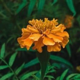 phool_sakhi's profile picture. dil dimag sab kharab hai