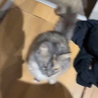 La Gata del streamer que se duerme en CRL (@jhoes_sv) 's Twitter Profile Photo