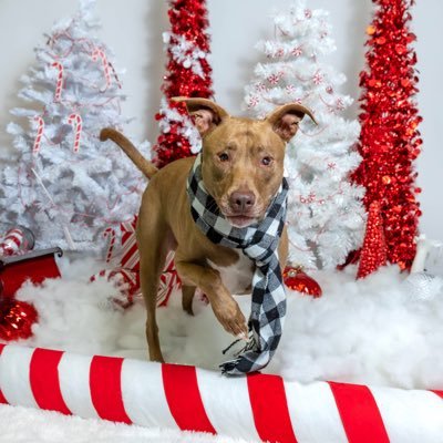 USMC Retired, pit bull dad