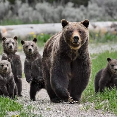 Hendergirl2's profile picture. I'm a Loyal American. I'm a walking contradiction.🇺🇲🇺🇸