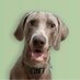 Lincoln the Weim (@princelincolnyt) Twitter profile photo Lincoln the Weim (@princelincolnyt) Twitter profile photo