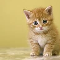 acacreb01's profile picture. 