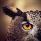 literateowl Profile Picture