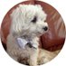 😇 AngelSammySaysWoof 🌈 (@sammy_says_woof) Twitter profile photo 😇 AngelSammySaysWoof 🌈 (@sammy_says_woof) Twitter profile photo