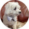 Sammy_Says_Woof's profile picture. Sweet Maltese, crossed OTRB 7/17/20. Forever loved and greatly missed. Proud member #ZSHQ, #theruffriderz, #CloudRiderz. Staff member of @OffTheLeashFP #OTLFP