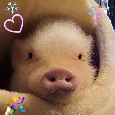 ふくろうカフェ&エキゾチックアニマルカフェ
わたど~る✨
愛知県名古屋市の大須にて営業中‼️
❤出会えるアニマルスタッフ❤
フクロウ・鷹🦉インコ・フクロモモンガ・ハリネズミ・ミーアキャット・マイクロブタ🐷ファンシーラット🐭ジャービル系&ハムスター🐹うさぎ🐰モルモット🐭トカゲ🦎蛇🐍ワニガメ🐢…時々🐤