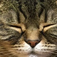 金田一大吉　猫、プラモデル、時々愚痴🐾(@Alex6140001) 's Twitter Profile Photo