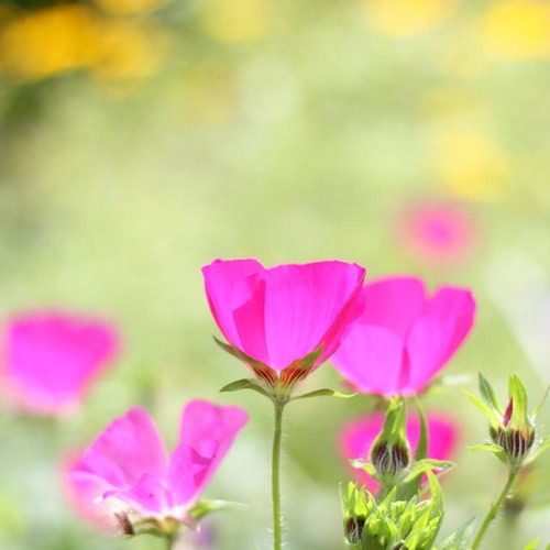 susbohlen's profile picture. 