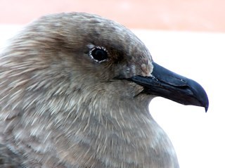 v4_venky's profile picture. 