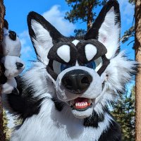 Salo Husky (@salohusky) 's Twitter Profile