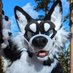 Salo Husky (@salohusky) Twitter profile photo Salo Husky (@salohusky) Twitter profile photo