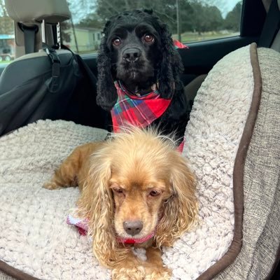 Small spaniel sisters sent to Hoo by Angel Cookie.