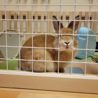 ゆずの配給係 (@jj_yuzuusagi) Twitter profile photo