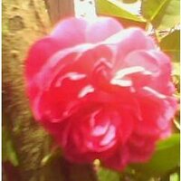 Joan Mendoza(@blooming_rose23) 's Twitter Profile Photo