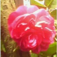 Joan Mendoza (@blooming_rose23) 's Twitter Profile