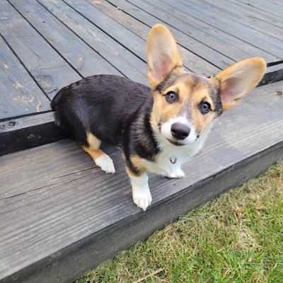 hayhaywood's profile picture. “people who don’t eat bologna sandwiches with their friends don’t get roommates” -Michael McDermott lll