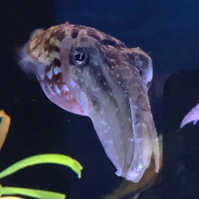 KelCandle's profile picture. (He/Him)