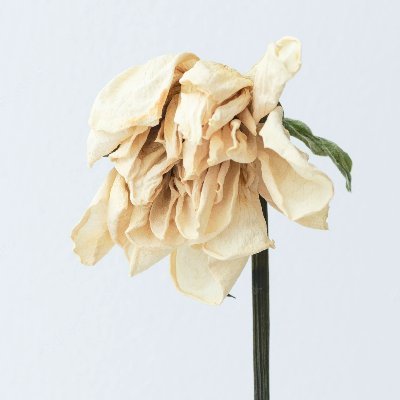 evrythingnicely's profile picture. I am going to get there