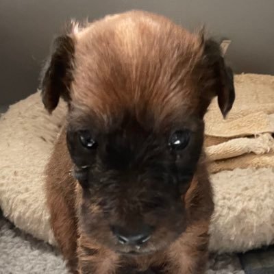 Terrier035's profile picture. 