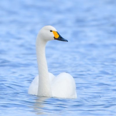 当観察所は「草津湖岸コハクチョウを愛する会」が運営してます
当会は2000年草津に飛来するコハクチョウの保護を目的に設立しました
主な活動は環境保護、教育、調査、湖岸の定期清掃です
2008年から滋賀県、草津市の許可を得て冬３ヶ月限定で観察所を設け活動してます
活動範囲は草津湖岸を基に野洲川河口 以南の地域と湖岸です