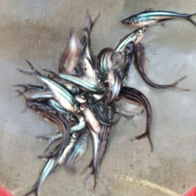 Muhamma97084211's profile picture. @andubibit261279