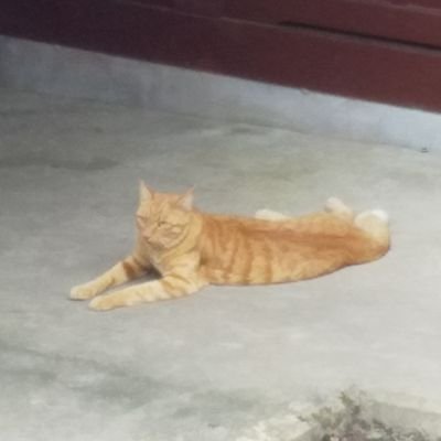 yotto3s's profile picture. ただのゲーム好き