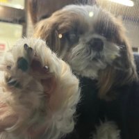 い (@coco_kitsumeh) 's Twitter Profile