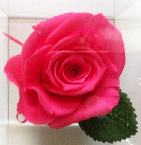 okeikomama's profile picture. 人を観察するのが大好き！綺麗な人、物、事に囲まれ、美味しいお酒と食事があればご機嫌。チャレンジする事が沢山あり嬉しい日々。