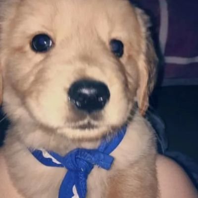 yy87107404's profile picture. 窗外有棵白桦树