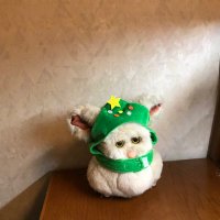 カエルのコ(@kaerupashichi) 's Twitter Profile Photo