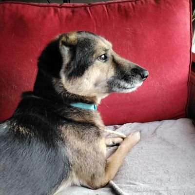 janneke_meer's profile picture. Ik weet niet waarom anderen mij volgen 
dwars eerlijk zorgzaam