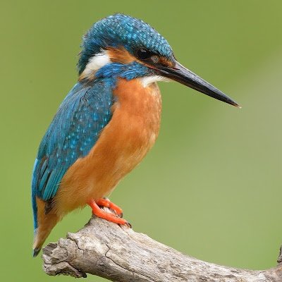 IvanTrot's profile picture. 