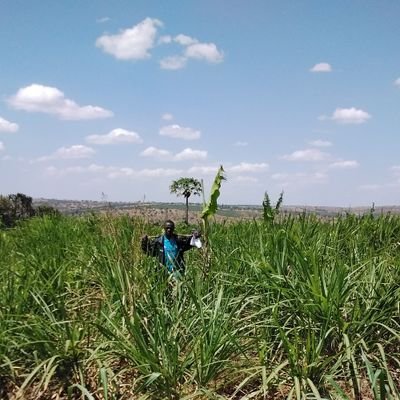 Dairy Farm Practices Aid #@0779536810 .
#Agronomist !! @VetDoctor
Agriculture Extensionist at #SNV_Tide_Project
Omwiragujhu Nyiteeka
Omuchwezi(Religion)