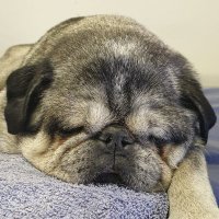 Parody Amendment (@parodyamendment) 's Twitter Profile