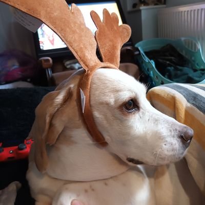 LauraSwann11's profile picture. ~24~