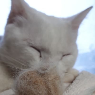 ぽちゃ🫧さんのプロフィール画像