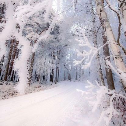 cciceka_'s profile picture. dt.