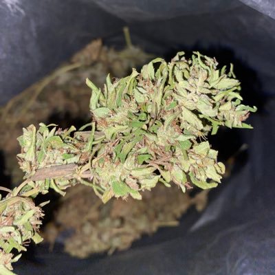 tiphphwngkhl1's profile picture. ทักไลน์ครับ ดอกราคาส่ง☘️ OG kush☘️ Gorilla Glue ☘️คลอดูของได้ครับส่งจริงธนาคารออมสินเลขบันชีลงท้าย 11087เท่านั้น https://t.co/o50RTReylL