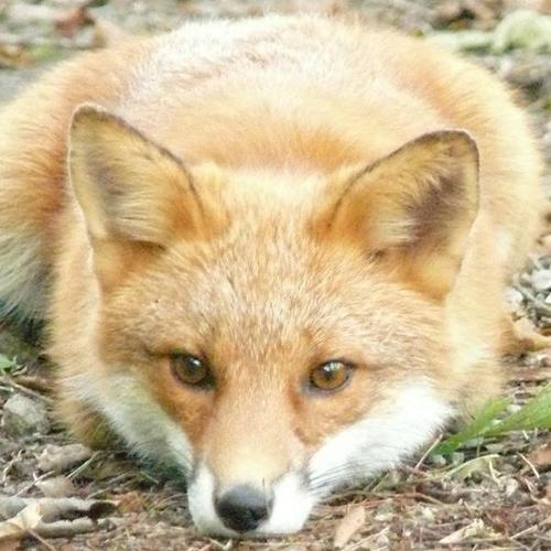 kitune_lamune's profile picture. 社会に無知すぎて将来が不安。狐が好き。ラムネが好き。