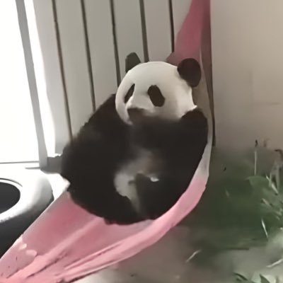 Boubou 🐼 Profile