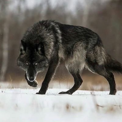 Torabi1979's profile picture. father of 2