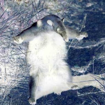 idklolthissdumb's profile picture. An Evil Ant Eater
Pronoun: anything you'd like, you could call me an it if you want