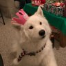 EngleLab's profile picture. catalysis, reaction discovery, and samoyed sled racing @scrippsresearch. views our own.