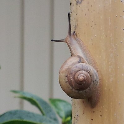 漁師アトム