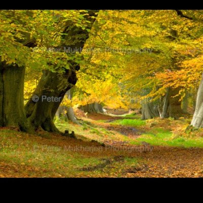 dashmir_abdi's profile picture. 