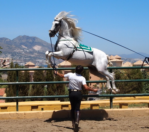 Searching for an Andalusian? we will find exactly the horse you are looking for and within you budget. There IS the perfect horse for you!