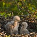 Henry Hodson - @thehawkjr - Twitter