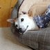 Maple, Ted's sister (@teddygoblin) Twitter profile photo Maple, Ted's sister (@teddygoblin) Twitter profile photo