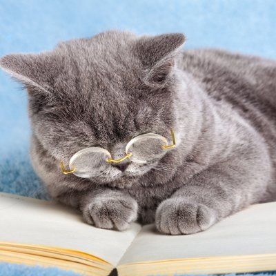 猫によることわざ辞典。慣用句・四字熟語も。ちょっとほっとするにゃんこの言葉を添えてお伝えします。かわいい猫の画像を見ながら、一緒に勉強しましょう。猫の本を紹介する別アカもあり。@neko_no_hon　使用画像はcanva