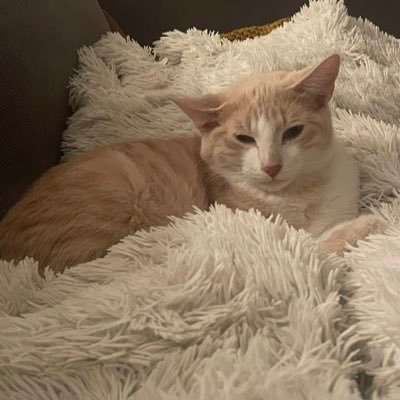 TheSeriouusGuy's profile picture. 